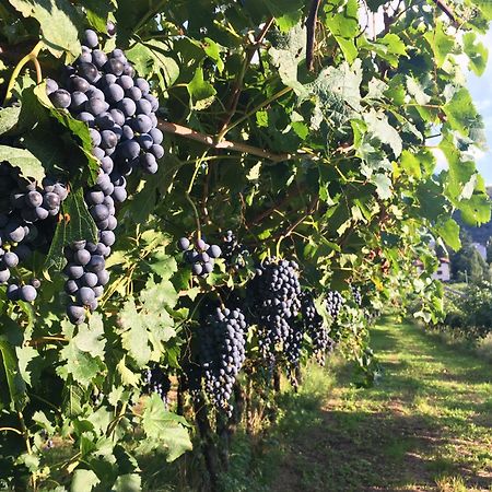 הוילה טרנטו 8 Grappoli Agritur מראה חיצוני תמונה