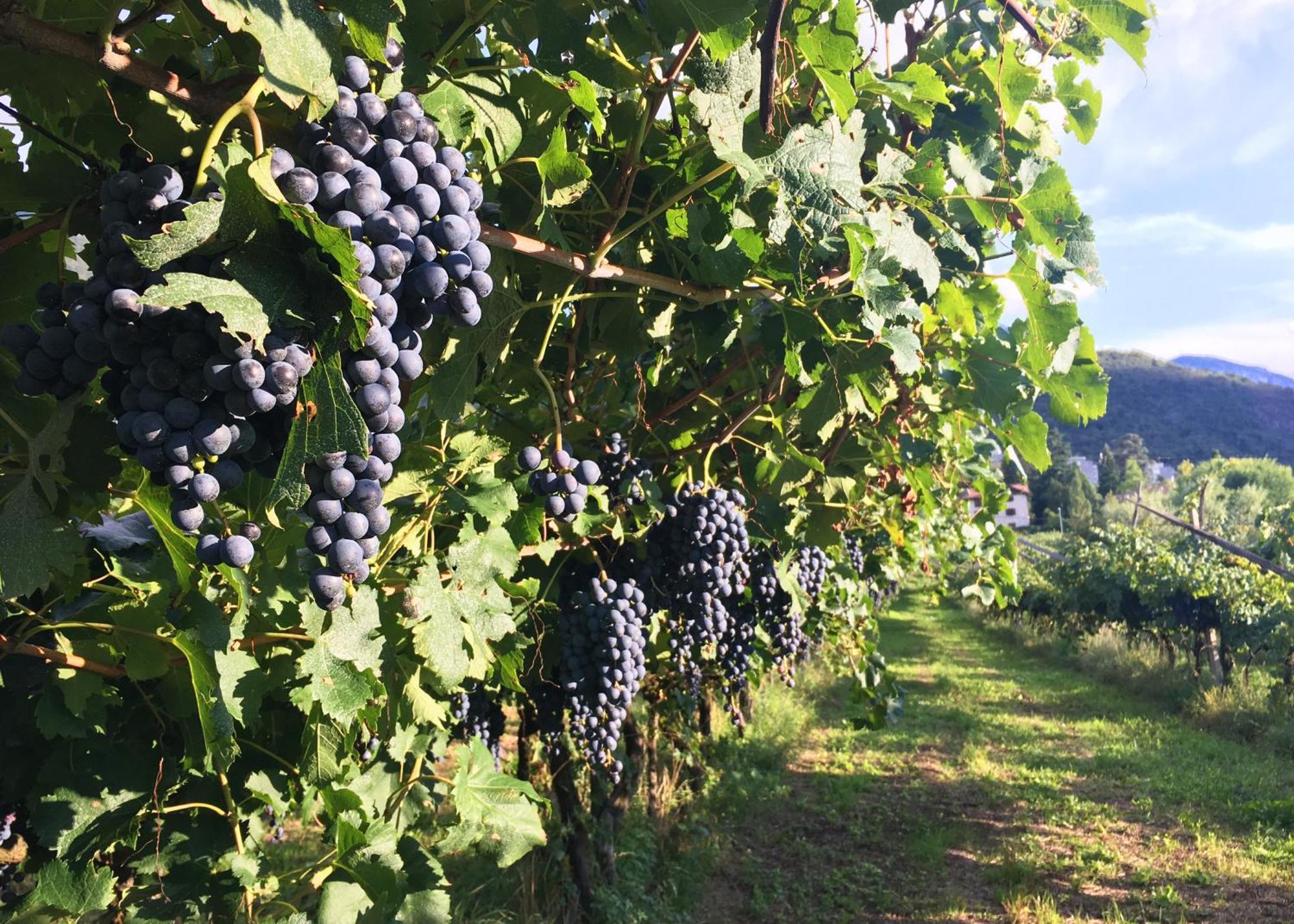 הוילה טרנטו 8 Grappoli Agritur מראה חיצוני תמונה