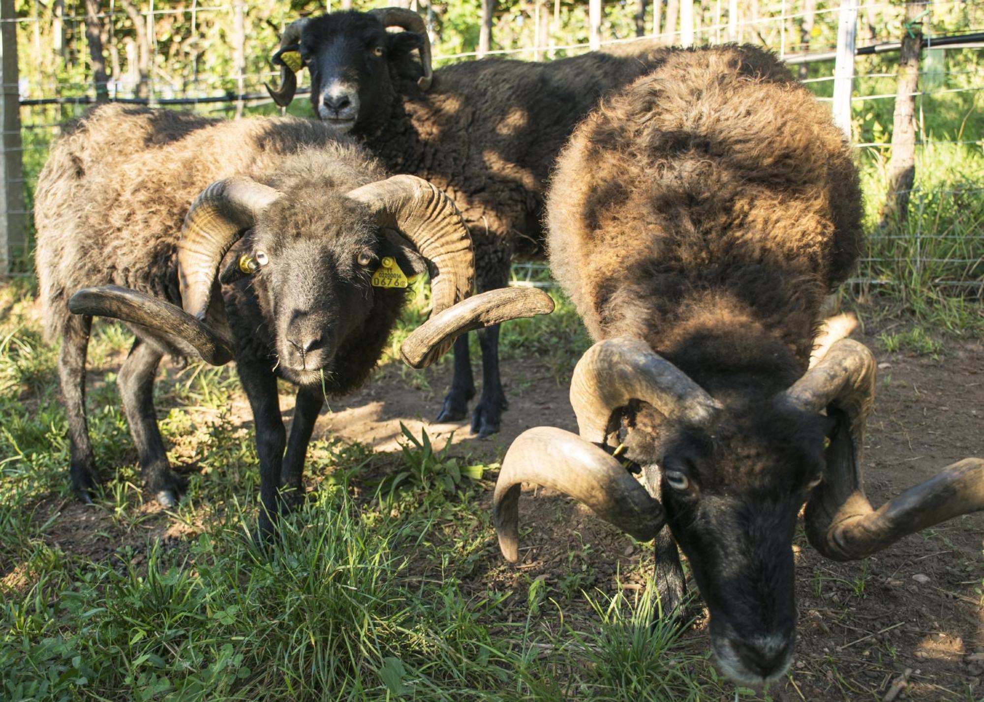 הוילה טרנטו 8 Grappoli Agritur מראה חיצוני תמונה